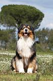 BERGER AUSTRALIEN 114